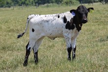 SWEET CALI X MC MR. BIG STUFF 2023 HEIFER