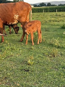 poker's heifer