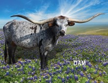 Lot 1 Texas Treasure Sale Calf