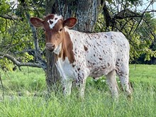 Sniper x 3P 50 String of Pearls Heifer