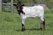 SWEET CALI X MC MR. BIG STUFF 2023 HEIFER