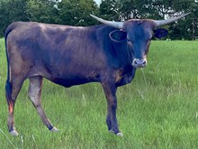 Spoke Fit x 3P 50 String of Pearls heifer