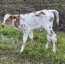 M.C. Bonnet x Big Stuff (bull)