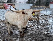 AL Rebel Cowgirl