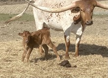 BCR CHEERS TO KRISTIE X Solid Ground (Bull)