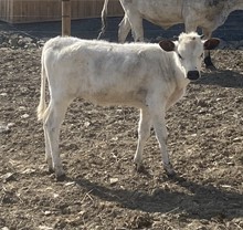 Vindy Ice x Cowtown Chex (heifer)
