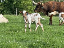 MC Mr Big Stuff x BCR Frosty Grace (H)