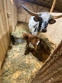 Sunhaven Cajun Heat  x Sunhaven Linghi (Bull)