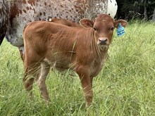 MC Mr. Big Stuff x ATR Red's High Heel (H)
