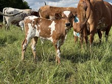 Jamn Jerry Lee x RTG Liberty Bell (B)