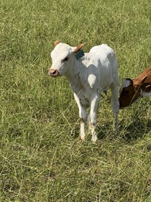 MC Mr. Big Stuff x AL Rebel Cowgirl (H)