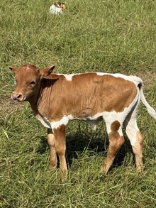 MC Mr. Big Stuff x Delta Lucky Lacey (B)