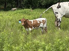 Calamity Jane x Big Stuff (bull)