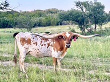 DH ROWDY'S BUTTERSCOTCH