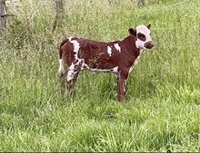 Hubbells Butch Cassidy X Silver Southern Lights