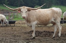 Mud Puddle Cowgirl CPL