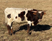 M.C. Mr. Big Stuff X M.C. Jolene 