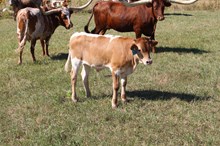 MC Mr. Big Stuff x Delta Lucky Lacey (B)