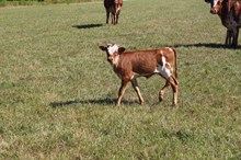 MC Mr. Big Stuff x Pip Pip Shooting Star (H)