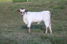 MC Yellow Rose of Texas x BCR Flinn to Win (H)