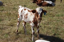 MC Mr Big Stuff x BCR Frosty Grace (H)