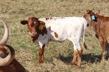 Silverado x Hangin Honey (H)