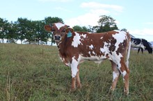 Jamn Jerry Lee x RTG Liberty Bell (B)