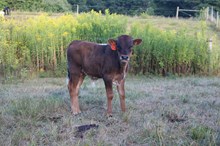 Jamn Jerry Lee x RTG Cassidy's Girl (B)