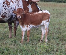 Jamn Jerry Lee x DFF Sittin Duchess (H)