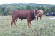 Marlboro Man LM x BL Jitterbug (B)