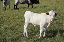 MC Mr. Big Stuff x AL Rebel Cowgirl (H)