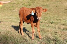 Jamn Jerry Lee x JM5 Rose Queen (B)