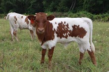 Jamn Jerry Lee x RTG Shining Silver (B)