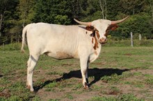 RTG Texas Panda