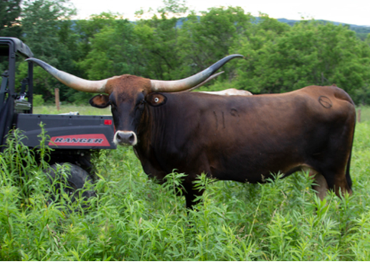Cows