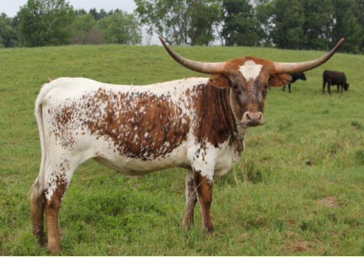 Heifers
